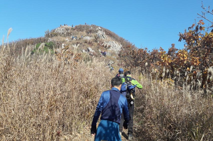 보령오서산 억새꽃 등산대회 개최