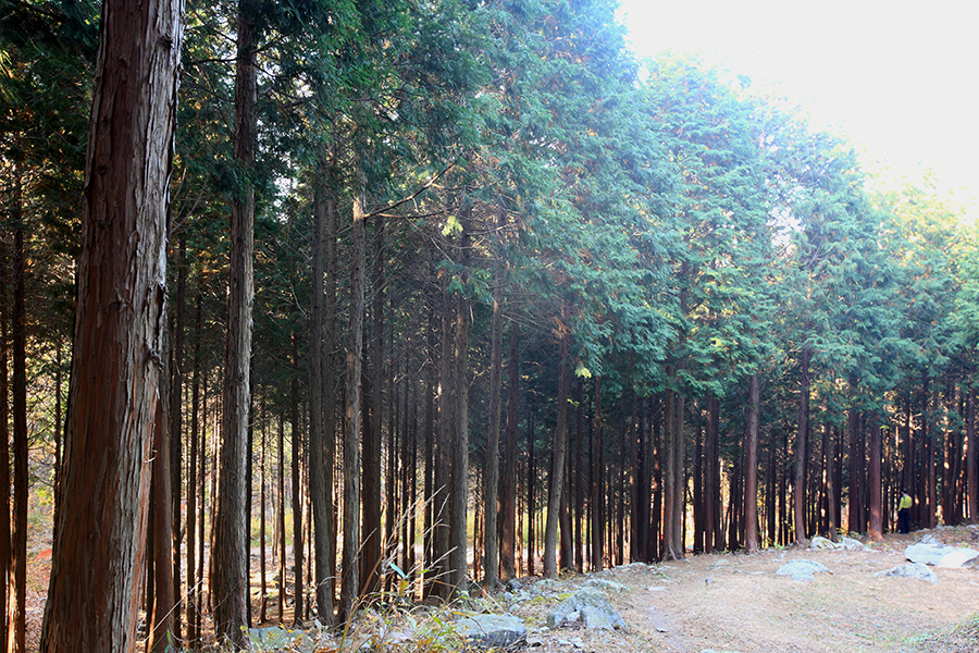 성주산휴양림 편백나무숲