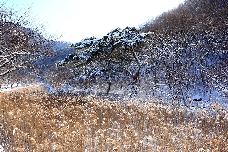 성주산휴양림 겨울 갈대밭